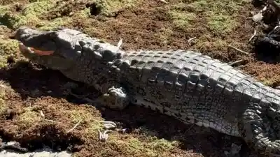 Apareció una yacaré en una represa de Palpalá y el misterio sigue sin resolverse