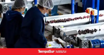 Cereza patagónica con sello propio: la DO que revolucionará la exportación