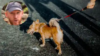 Tu perro te ignora en la calle: el adiestrador revela la razón que pocos dueños conocen