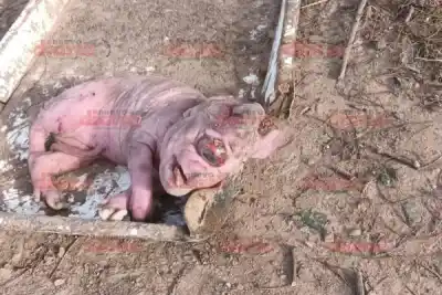 Nacieron en Weisburd tres lechones con deformidades que dejaron helada a toda la comunidad