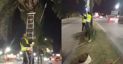 Podaron palmeras en dos avenidas clave de Salta: el motivo que preocupa a la Municipalidad