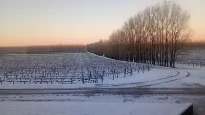 El manto blanco que sorprendió al Alto Valle: así amanecieron El Chañar y El Chocón