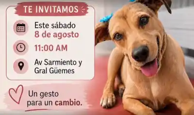 La muerte de Lola: impulsan la 'Ley Lola' para castigar el maltrato animal y la fuga de conductores