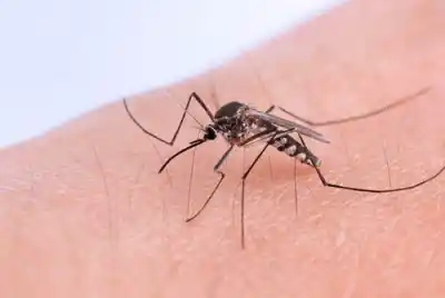 Alerta sanitaria en Tucumán: Confirman un nuevo caso de chikungunya en una adolescente