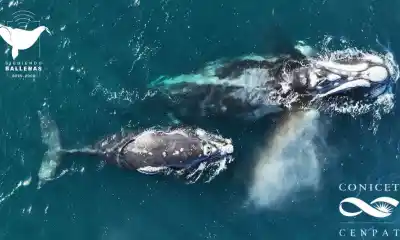 El viaje que sorprendió a los científicos: una ballena de Península Valdés cruzó al Pacífico