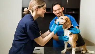 ¿Sabías por qué hoy es el Día del Veterinario en Argentina?