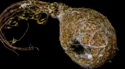 Arte, memoria y naturaleza: las nuevas muestras que llegan a Salta y prometen sorprender