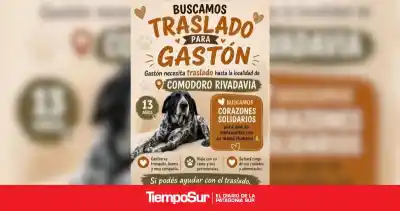 Un perro de 13 años espera ayuda para reencontrarse con su dueña en Comodoro Rivadavia