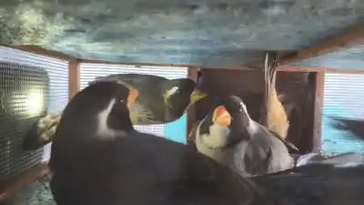 Hallazgo en un baúl: 27 aves silvestres rescatadas en un control rutinario en Tucumán