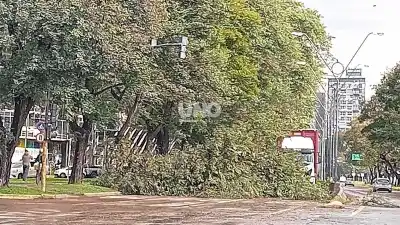 El viento arrasó Santa Fe: ráfagas de 72 km/h y árboles caídos por doquier