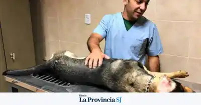 Abandonó las Ciencias Económicas por los animales y hoy es el veterinario que recorre los rincones más olvidados de San Juan