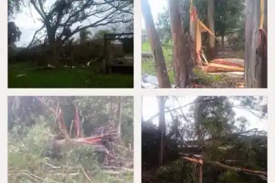 El viento arrasó el sudeste correntino: árboles gigantes sobre la ruta y destrozos que sorprendieron a todos
