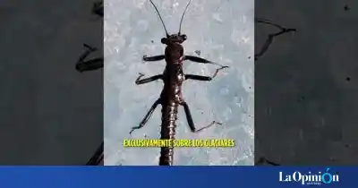 El insólito origen de Andy, la mascota que robó la escena en la Copa Mundial de Natación en Aguas Frías