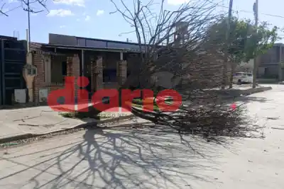 Vientos de hasta 80 km/h: un árbol cayó en plena vía pública y los vecinos temen por lo que viene