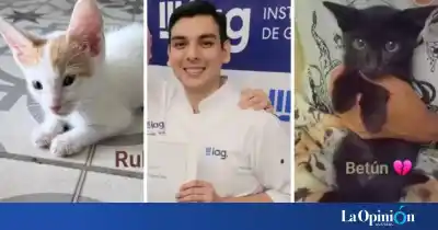 Causa por la muerte de 16 gatos: llega un documental que promete remover el caso del falso rescatista