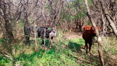 El rastro en el monte que delató a los ladrones de ganado en Colonia Dora