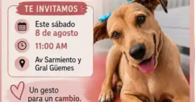 El emotivo homenaje que preparan en Salta para Lola, la perra atropellada