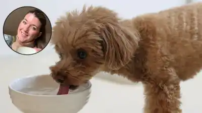 El peligro oculto en el bebedero de tu perro que casi todos ignoran