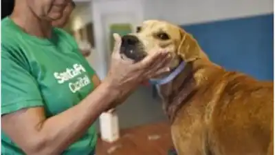 Santa Fe avanza: crean un registro de rescatistas y un calendario especial para atender animales en el IMUSA