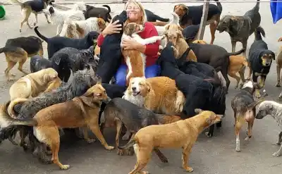 El refugio que alberga a 500 perros en Jujuy lanza un desesperado pedido: necesitan $1.326.000 para comida