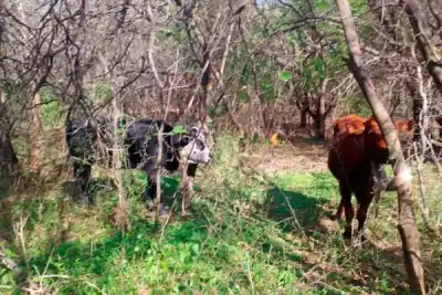 El hallazgo en el monte que dejó helados a los investigadores