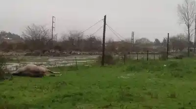 La Plata: un jinete y su caballo murieron electrocutados en un campo
