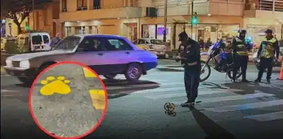 El homenaje que preparan en Salta tras el siniestro que mató a un perro y dejó herida a su dueña