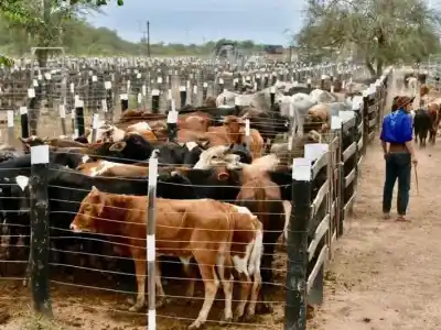 El Niño se acerca: las claves para que tu campo no sufra las inundaciones