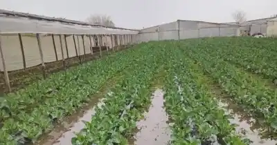 El Niño golpea el cinturón verde: la humedad retrasa cultivos y ya hay pérdidas en las quintas