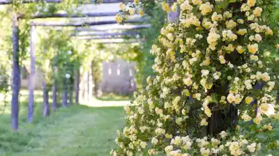 El secreto del jardín que florece casi todo el año y casi no tiene espinas