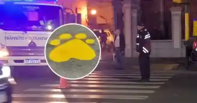 Tras el atropello fatal de Lola, pintarán la primera 'Patita Amarilla' en Salta