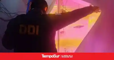 Buscaban garrafas robadas y encontraron algo que no esperaban: seis plantas de cannabis