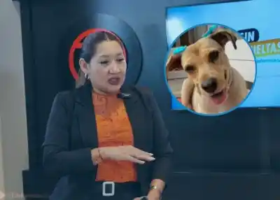 El caso de Lola: la muerte de una perrita que expuso una dura realidad en Salta