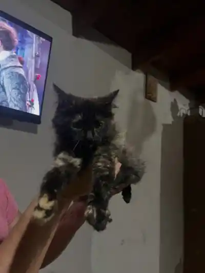 La salvación de una gatita en un colegio de La Rioja que conmueve a todos