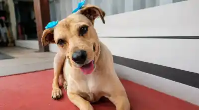 Justicia para Lola: el plan municipal que busca terminar con el maltrato animal