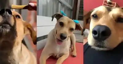 Salta conmocionada: la "Ley Lola" promete duras sanciones para quienes abandonen animales