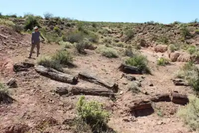 El árbol que desafió al tiempo: encuentran restos del pehuén que convivió con los dinosaurios en Neuquén