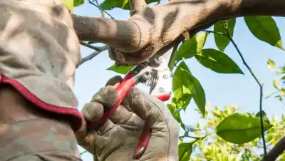 Agosto y la poda del limonero: ¿cuándo es el momento exacto sin arriesgar la planta?