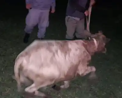 Cortaron el alambrado y robaron una vaquilla: el operativo que evitó el abigeato en Defensa Norte
