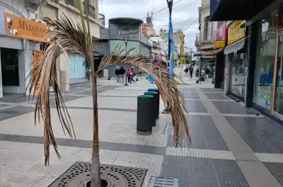El abandono se apodera de la Peatonal San Martín: ¿qué pasó con las palmeras y los cestos?
