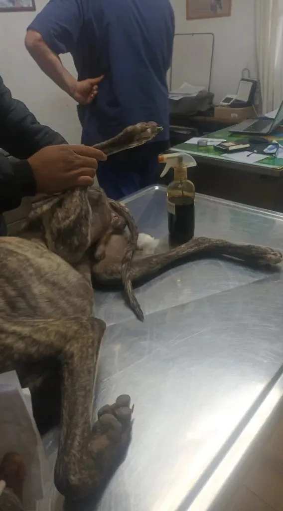 El perro fue intervenido y ya fue dado de alta.