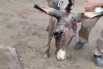 Rescataron un burro con heridas graves y ahora hay cuatro acusados de maltrato animal