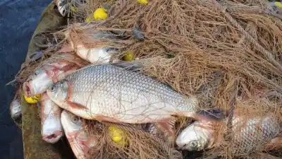 Pesca en el Paraná: qué pasa con el sábalo y el dorado hasta septiembre