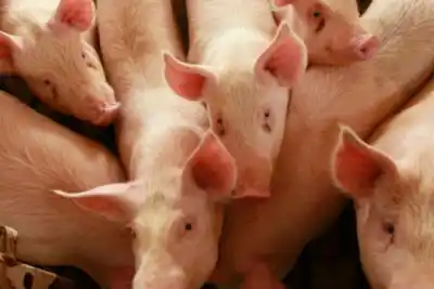 Brote de triquinosis en Villa Gutiérrez: hay 30 casos y 3 internados