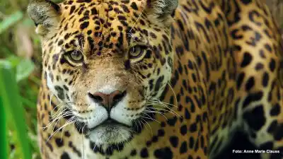 El misterioso video que captó a un yaguareté y a un puma en los mismos senderos que usan los turistas