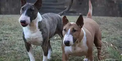 Los dueños de los Bull Terrier que atacaron a un vecino en Escobar deberán pagar millonaria cifra