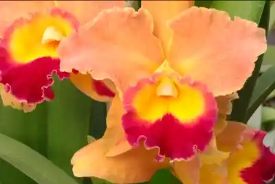 Un fin de semana a pura flor: Paraná recibe la muestra de orquídeas más esperada