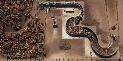 Un gigante tucumano del agro se alía con un frigorífico clave: la millonaria apuesta para dominar la exportación de carne