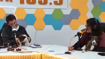 Más de 50 animales esperan una familia: la campaña que lanzaron Cipolletti y Funpabia