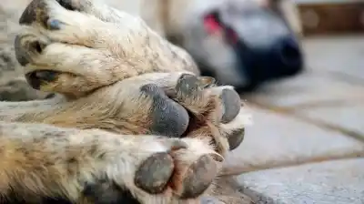 Sacó un cuchillo de grandes dimensiones y mató a un perro de una puñalada: la Justicia ya lo imputó